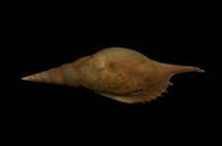 藏品(馬丁長鼻螺)的圖片